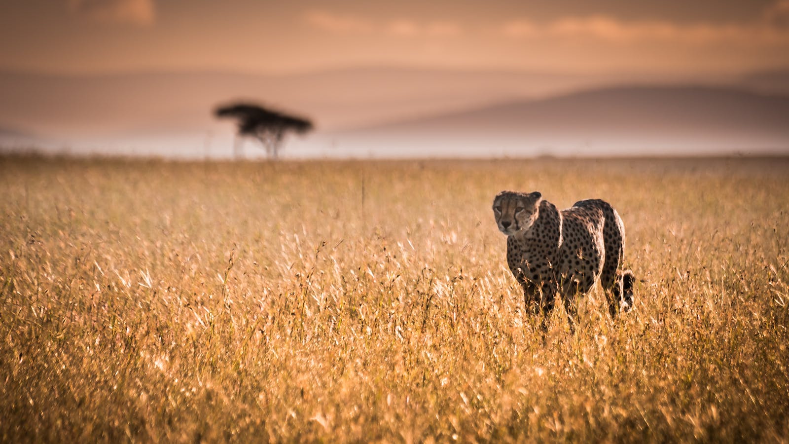 Maasai Mara National Reserve