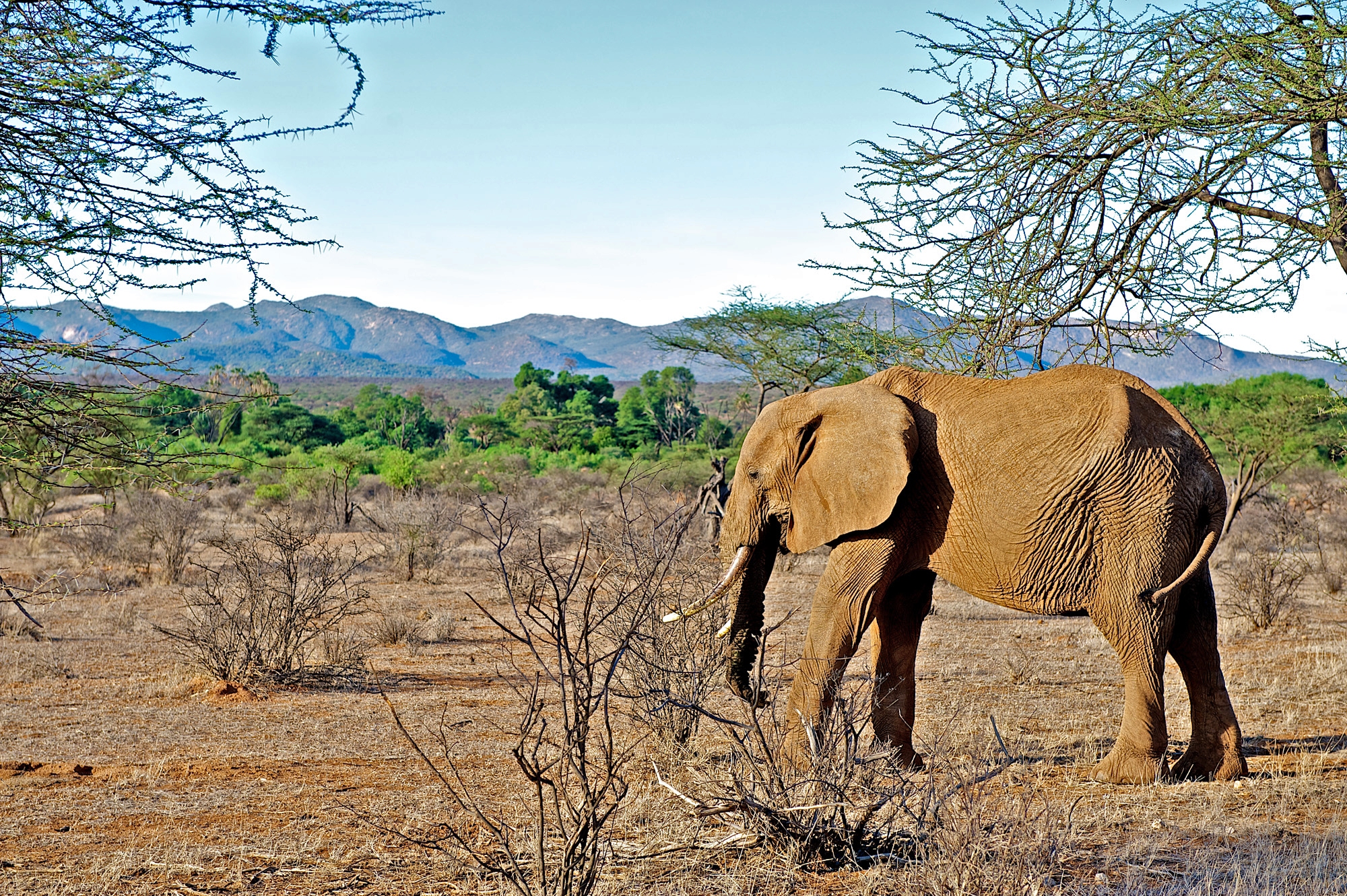 7-Day Masai Mara – Lake Nakuru – Amboseli Safari